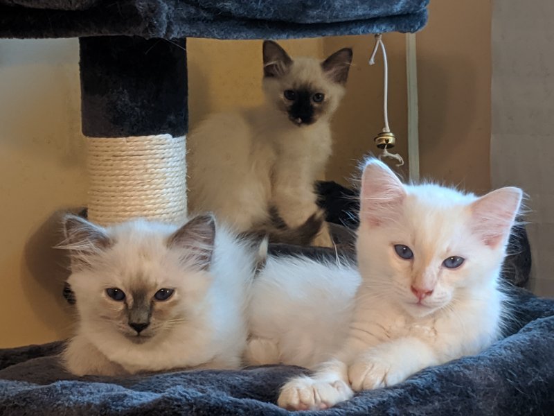 Blue + Seal torties.jpg