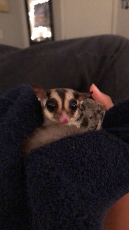 Sugar Glider For Sale in Las Vegas, Nevada