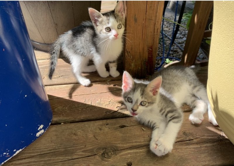 lunas babies.jpg