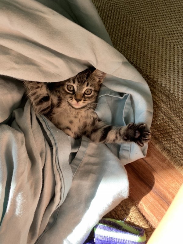 lunas babies 5.jpg