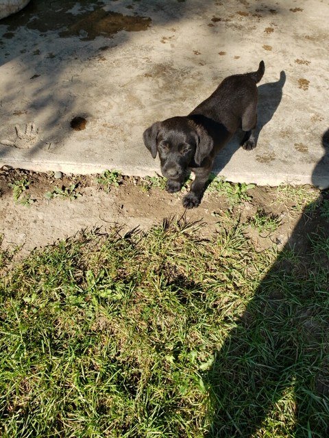 Labradoodle German Short Hair Puppies For Sale