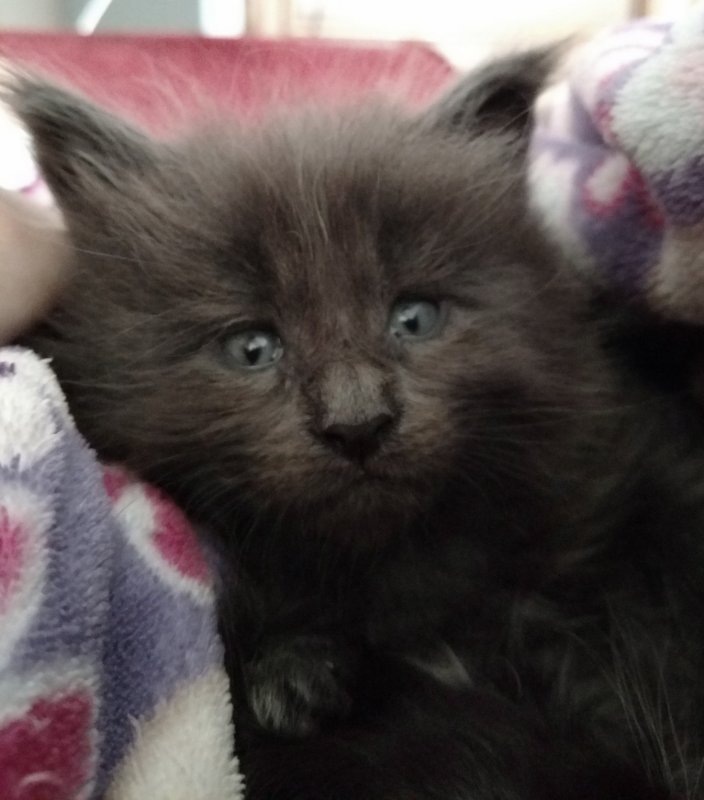 Mainecoon Kittens for Sale in Las Vegas, Nevada