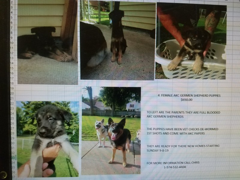 FEMALE PUPPIES.jpg