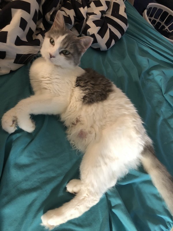 Kittens for Adoption in Racine, Wisconsin