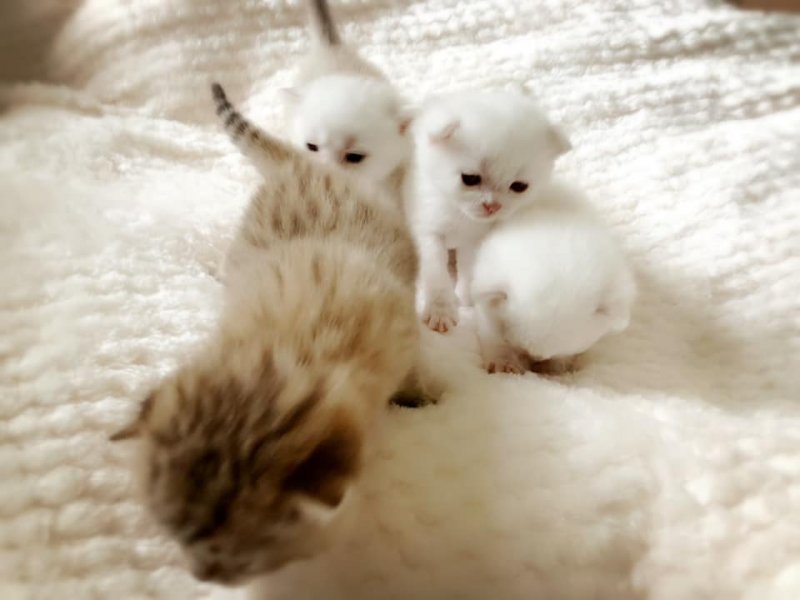Kittens 2.jpg