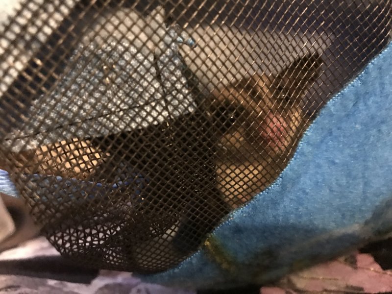 Sugar Gliders