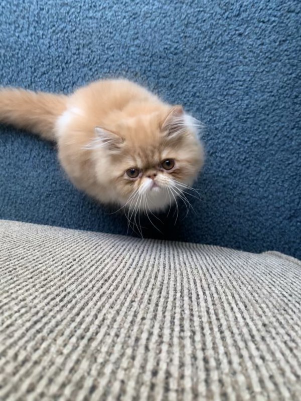 CFA Registered Persian Kitten for Sale in Kentucky