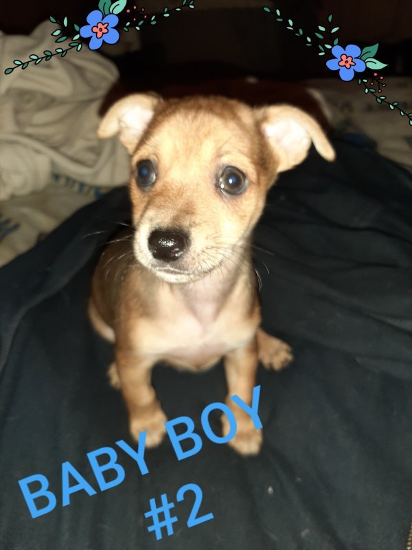 3 Beautiful ChiPin Puppies for Sale Near Pittsburgh