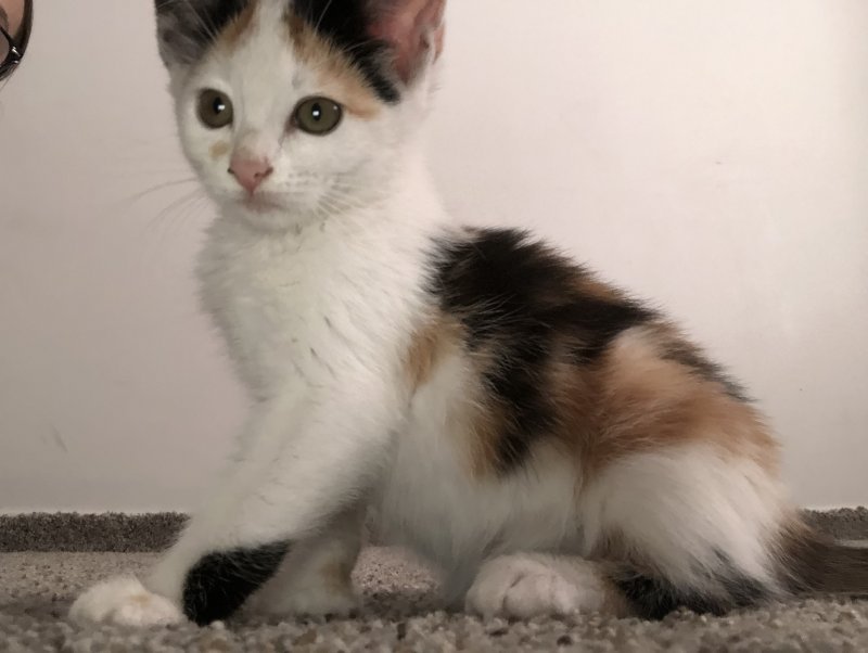 Polydactyl Kitten For Sale