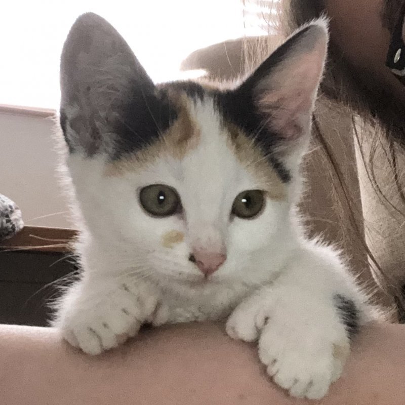Polydactyl Kitten For Sale