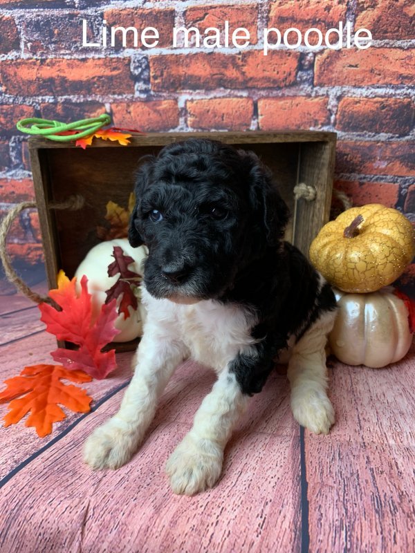 Standard Poodle Puppies for Sale in Missouri