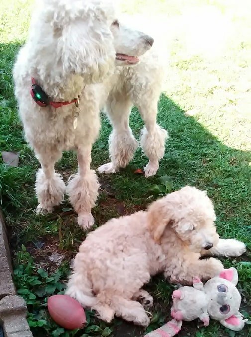 cleo with puppy.jpg