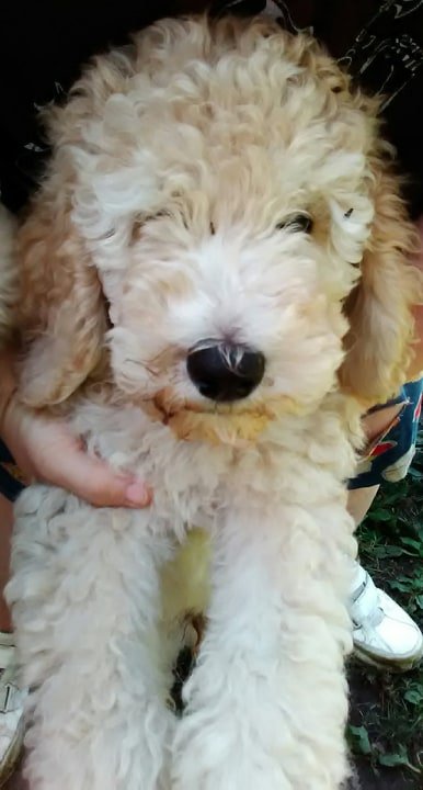 puppy blue.jpg