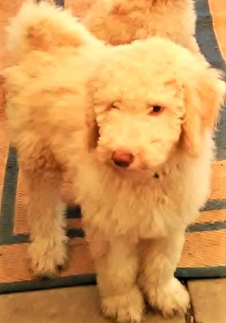 puppy green.jpg