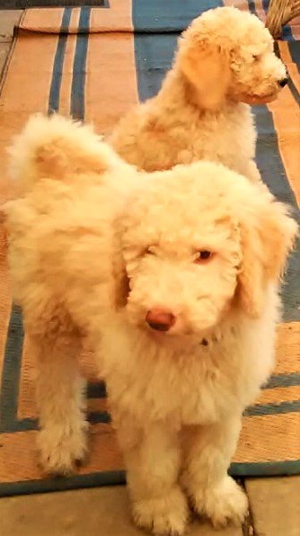 puppy pair.jpg