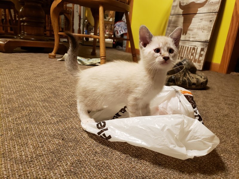 Siamese Kittens for Sale in Jeffers, Minnesota