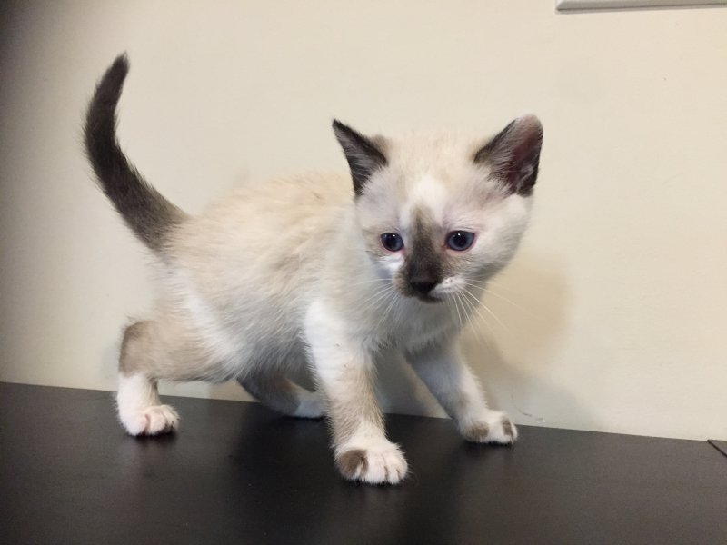 Purebred Siamese Kittens for Sale