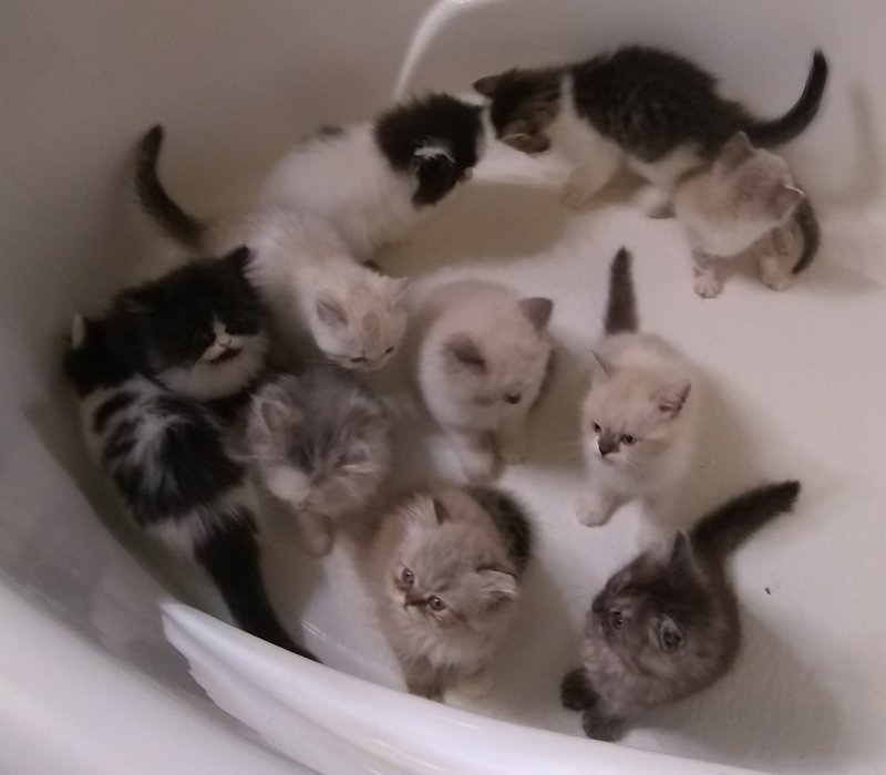 munchkin teddy bear kittens for sale
