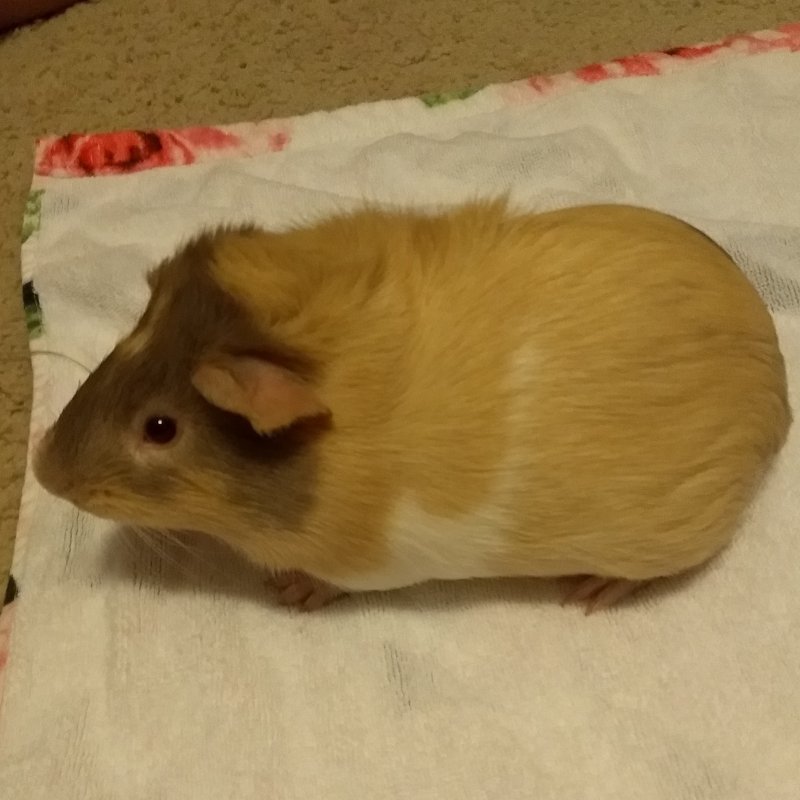 Male Baby Guinea Pig for Sale