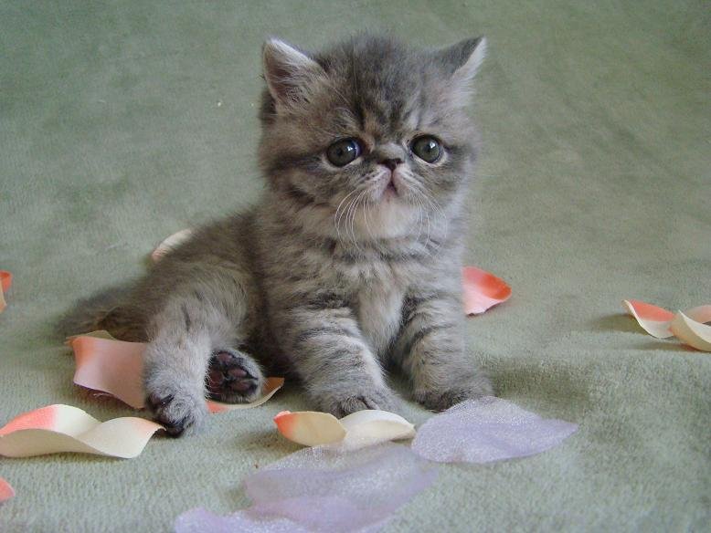Past kittens 1.jpg