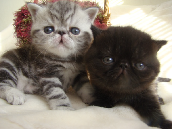 pas kittens 2.png