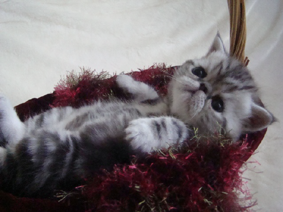 past kittens 3.png