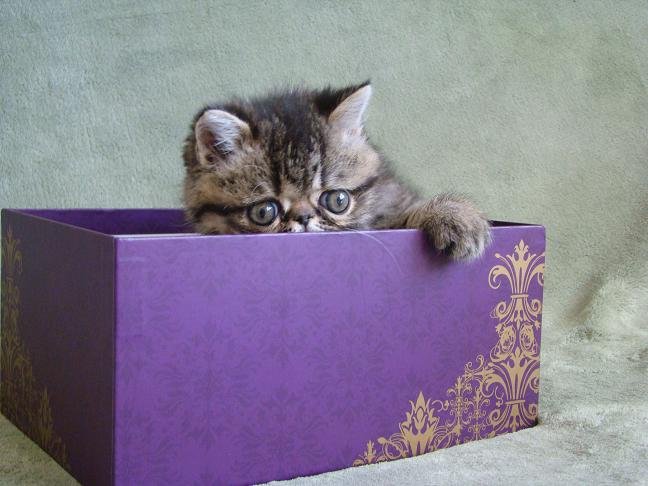 past kittens 4.jpg