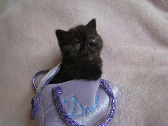 past kittens 5.jpg