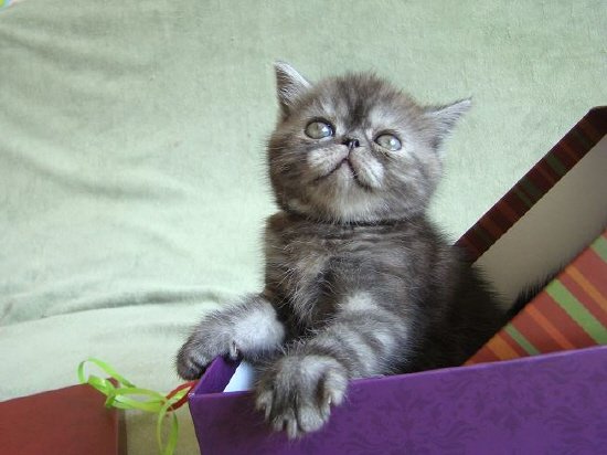 past kittens 6.jpg