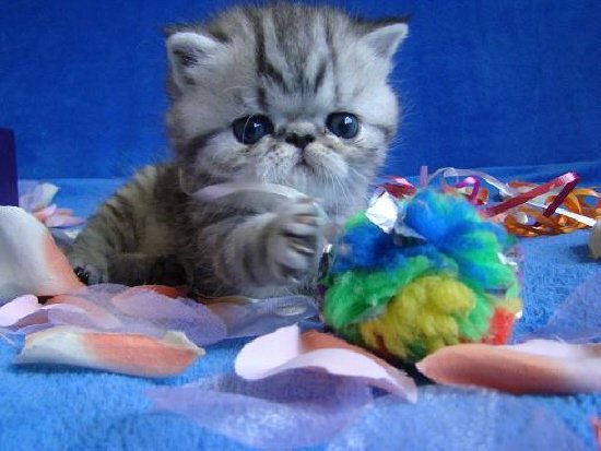 past kittens 7.jpg