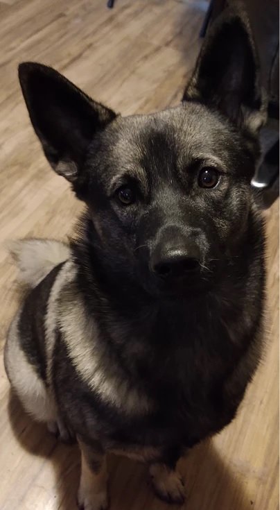 LagerthaPuppySpot.jpg
