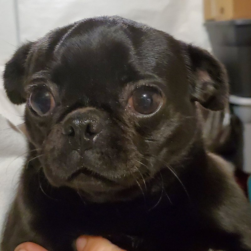 Resized_20190908_190756.jpeg