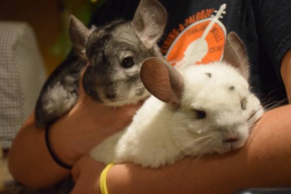 chinchillas00G0G_YUZhz2jmlF_600x450.jpg