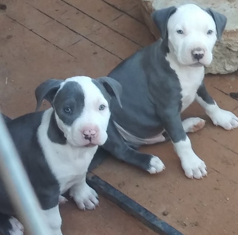 Blue Nose Pit Bull Puppies for Sale in El Paso, Texas