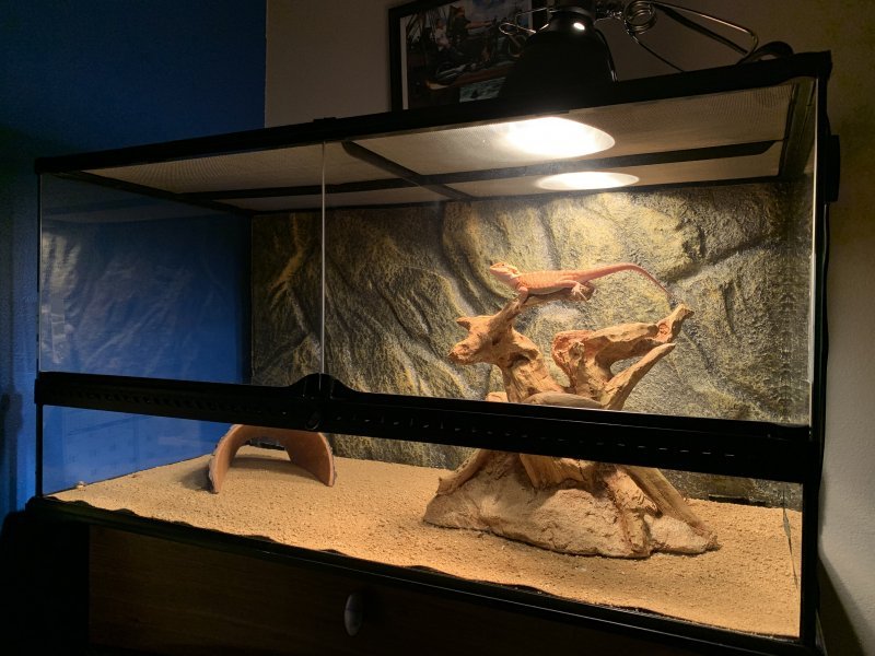 Baby bearded dragon price 