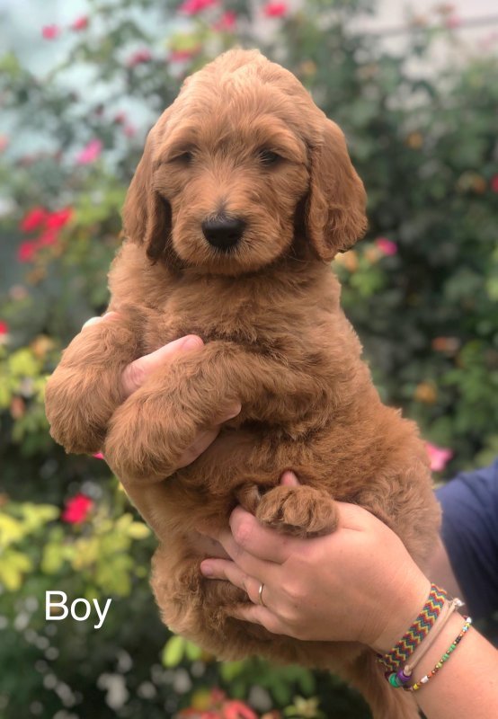 F1 Standard Goldendoodle Puppies Austin, TX