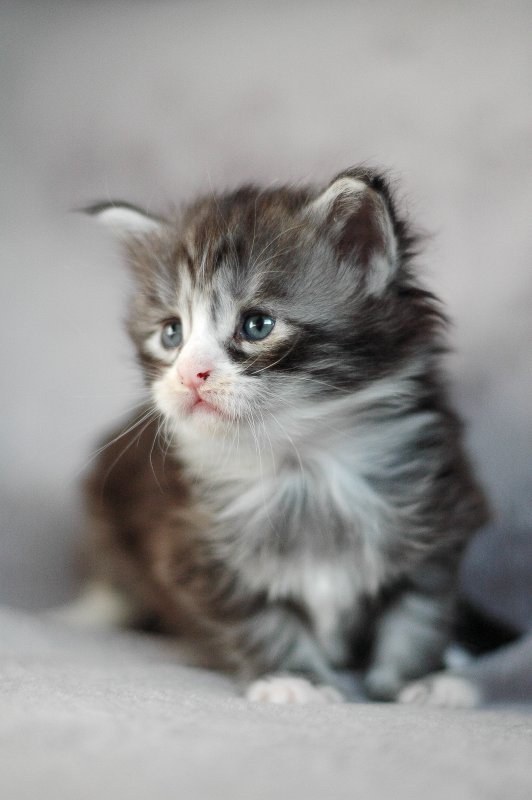 kittens-A19-4w (SH&CR)-5.jpg