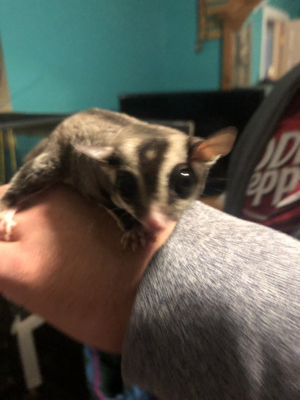 Sugar Gliders for Sale in Hopewell Junction, New York