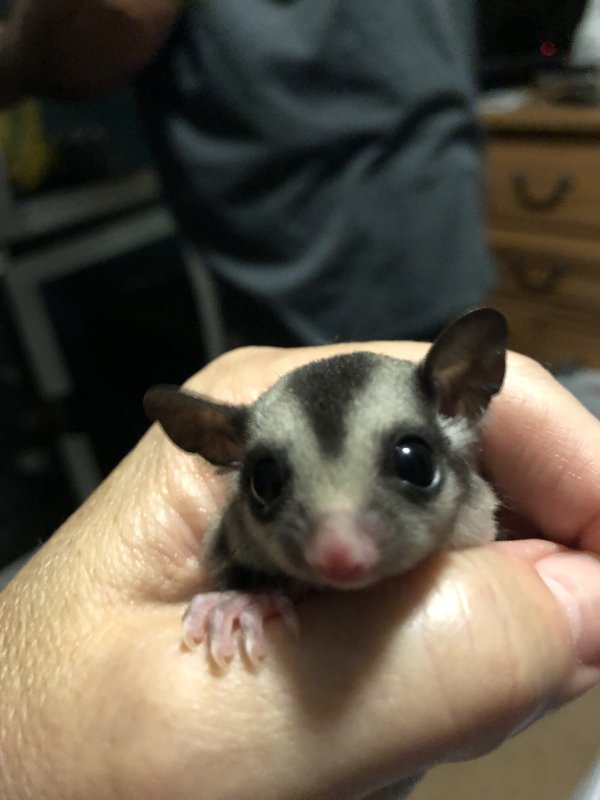 Sugar Gliders for Sale in Hopewell Junction, New York