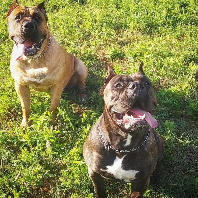 Khaleesi X Cairo2.jpg