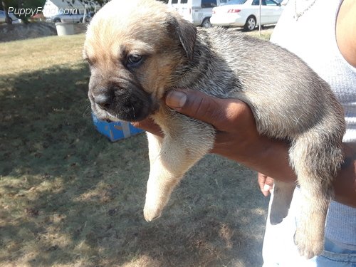 Akc Cane Corso Puppies For Sale In Ruther Glen Virginia