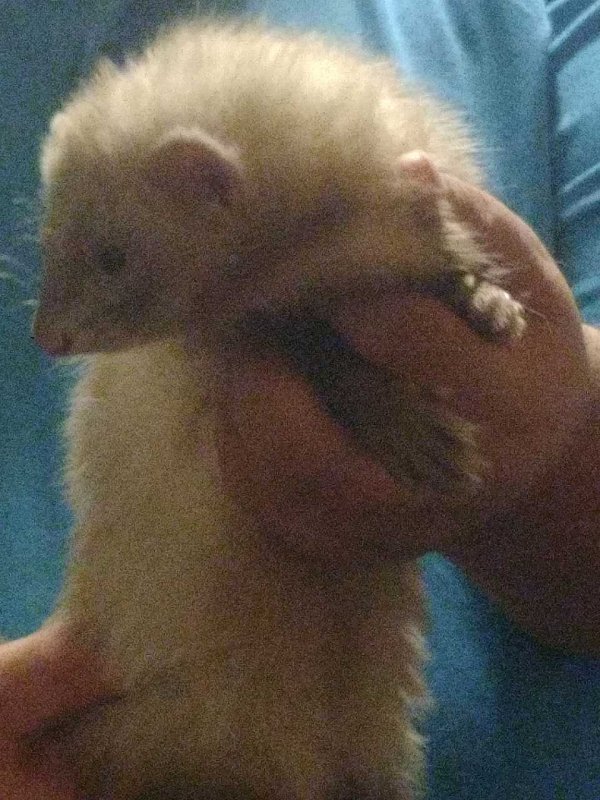 Ferret boy2 10-4-19.jpg