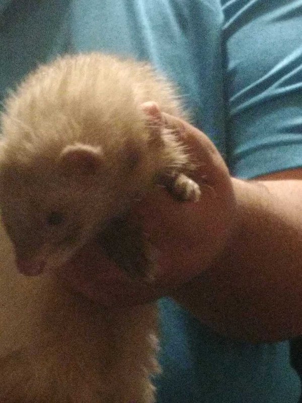 Ferret boy 10-4-19.jpg