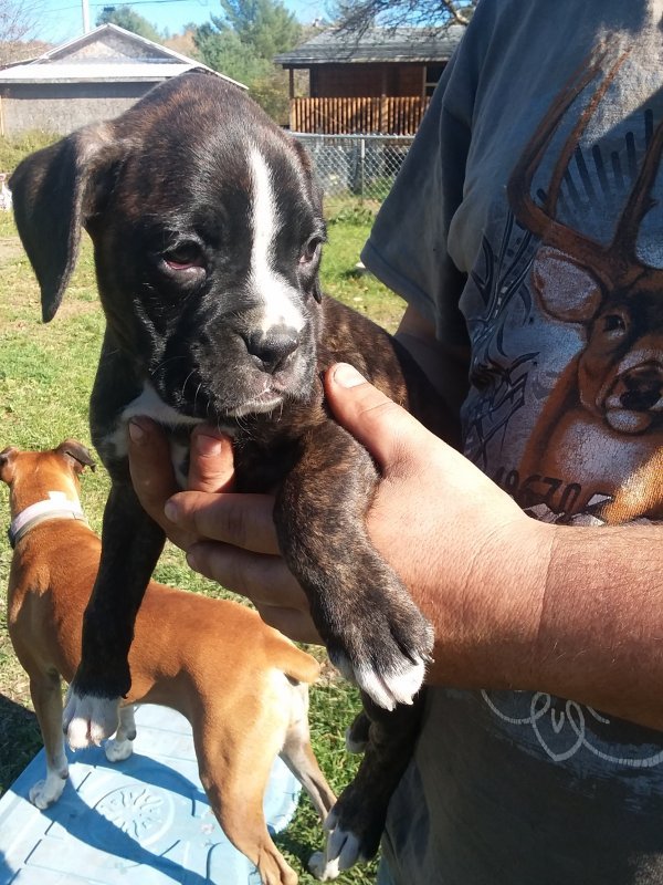 Boxer Puppies for Sale in Upstate New York