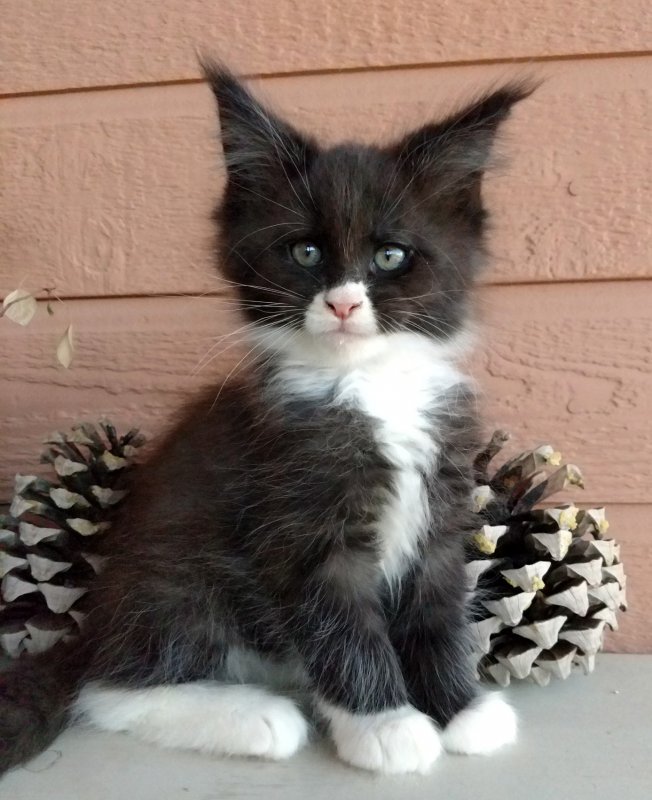 Maine Coon Kittens for Sale in Las Vegas, Nevada