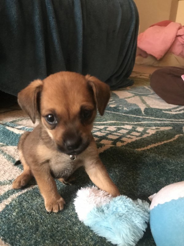 Chiweenie Puppy for Sale in Columbus, Ohio