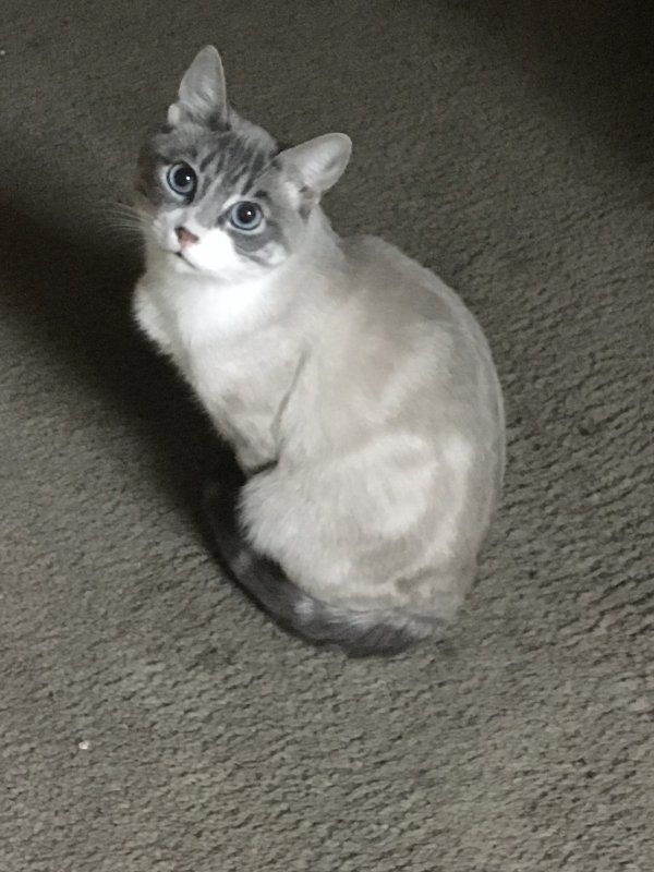 Blue Eyes Siamese Cat for Adoption Near Sacramento, California