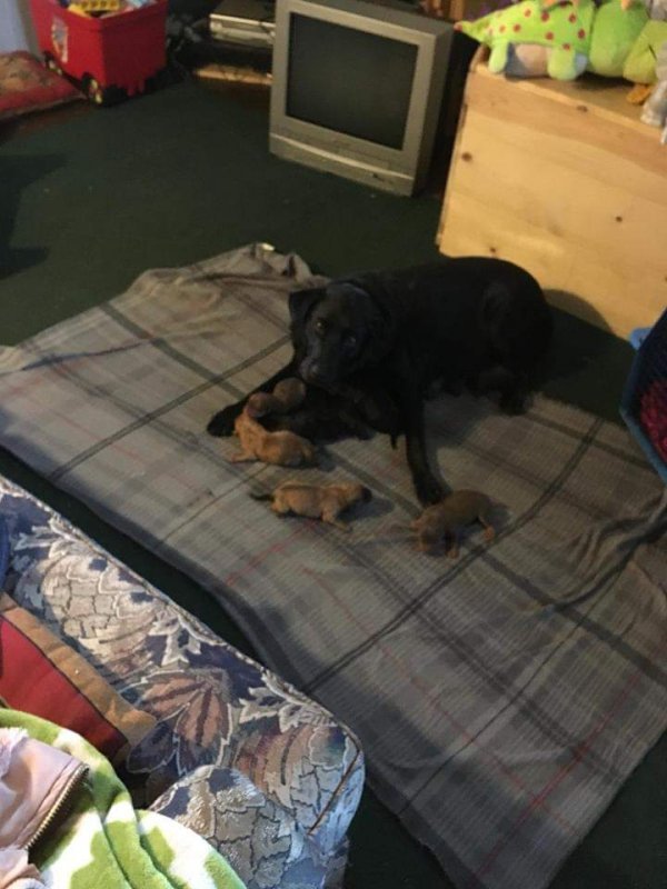 Mastador Puppies for Sale in Kittanning, Pennsylvania
