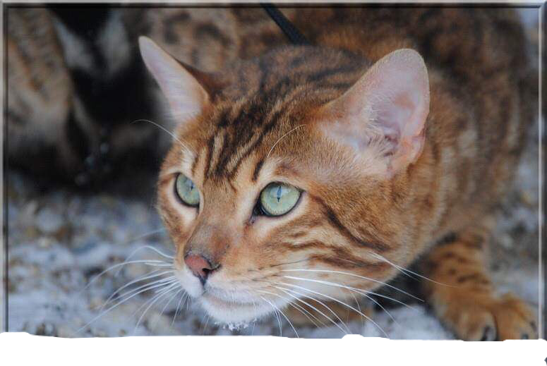 Bengal Cat For Sale Miami - Baby Bengal Kitten