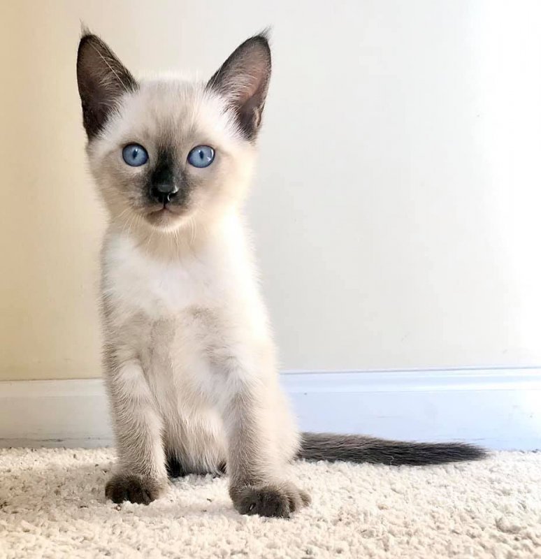 TCARegistered Traditional Colorpoint Siamese Kittens For Sale